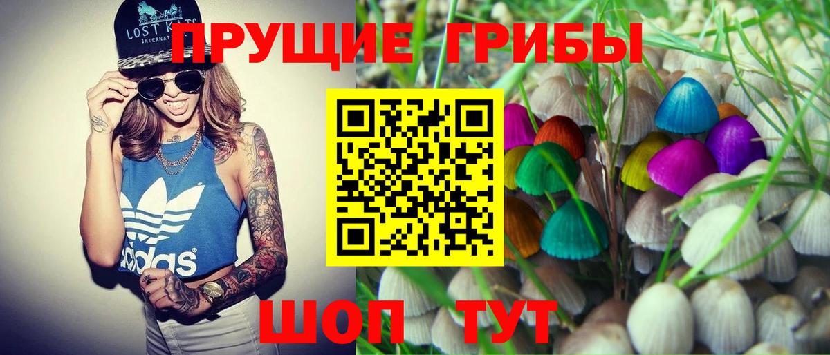 Псилоцибиновые грибы Psilocybine cubensis Кунгур